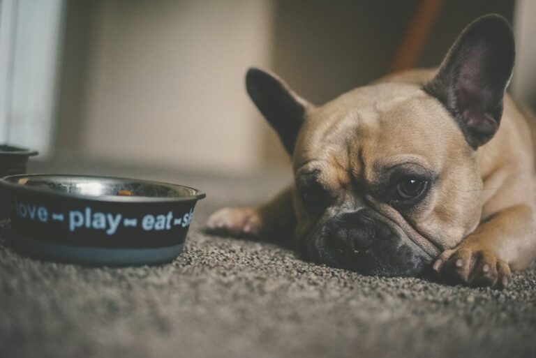 Rincón para mascotas en casa: espacio de descanso, juego o alimentación, imagen 1