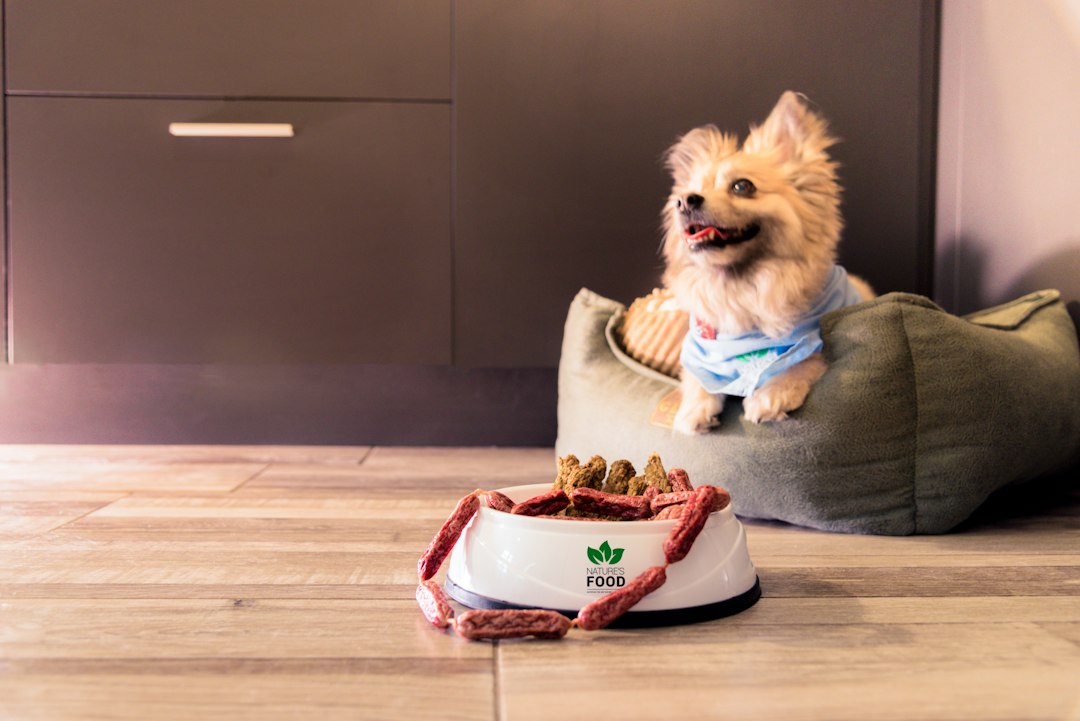 Rincón doméstico para mascotas, propuesta visual 9