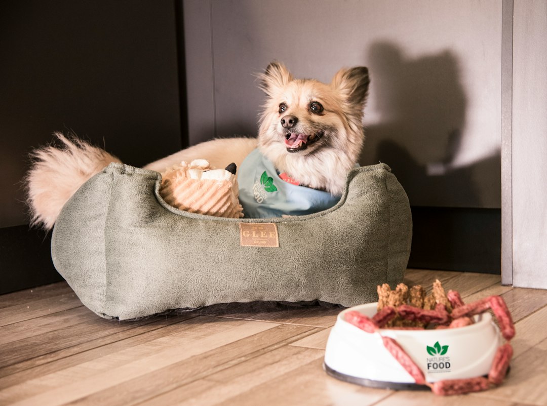 Rincón doméstico para mascotas, propuesta visual 3