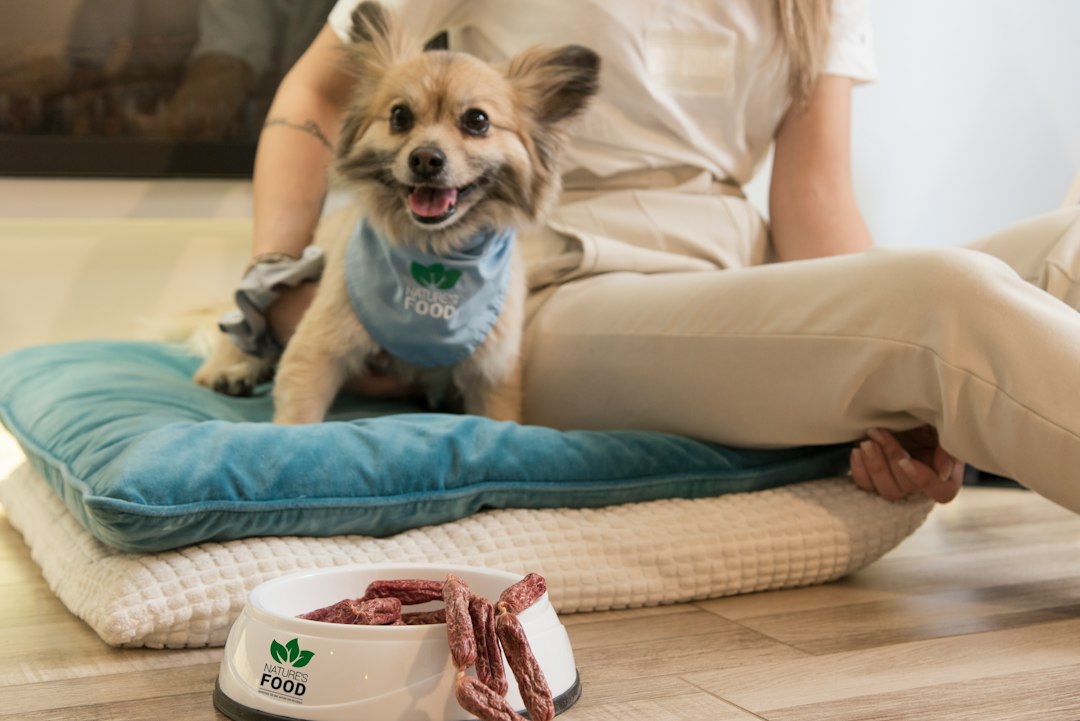 Rincón doméstico para mascotas, propuesta visual 7